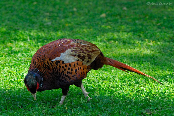 Male Pheasant Grazing