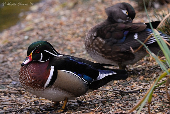 Drake and Hen Wood Duck