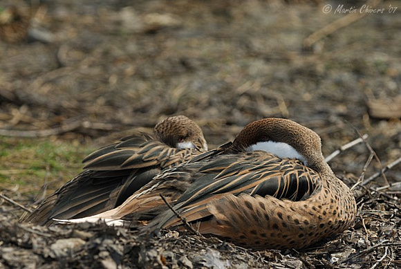 Sleeping Bahama Pintail Ducks