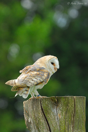 Barn Owl on Tree Stump