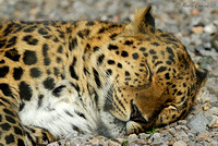 Sleeping Amur Leopard