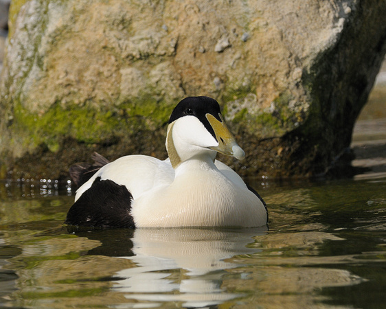 Male European Eider Duck