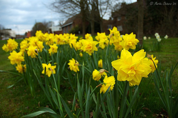 Double-Bloom Daffodils