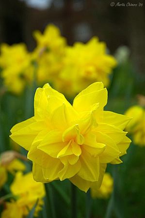 Double-Bloom Daffodil
