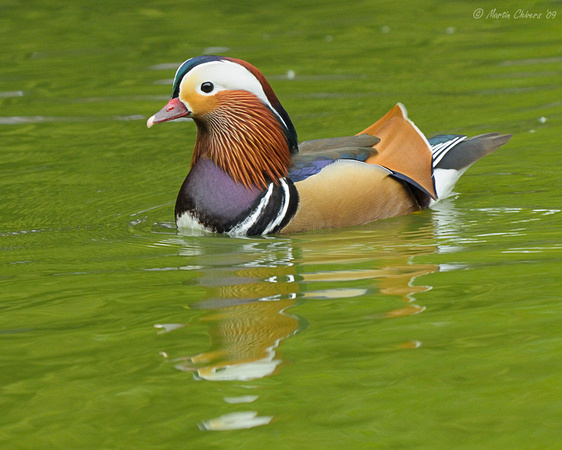 Male Mandarin Duck and Reflection