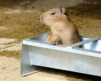 Young Capybarra in Trough