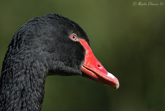 Portrait of a Black Swan