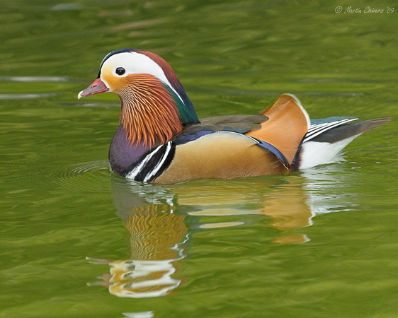 Male Mandarin Duck and Reflection