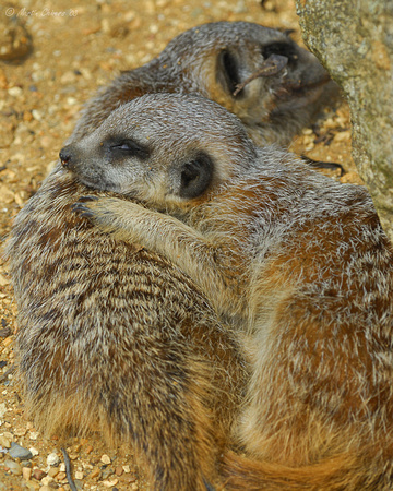 Sleeping Baby Meerkats
