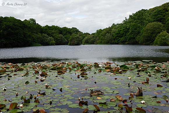 Mallards and Water Lillies on Eyeworth Pond