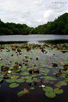 Waterlillies on Eyeworth Pond