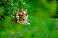 Amur Tiger Feeding