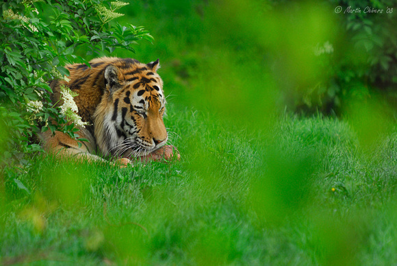 Amur Tiger Feeding