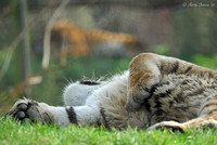 Sleeping Amur Tiger