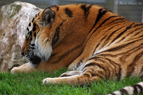 Amur Tiger Sleeping