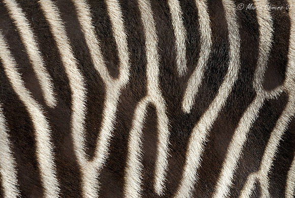 Patterning on Grevy's Zebra
