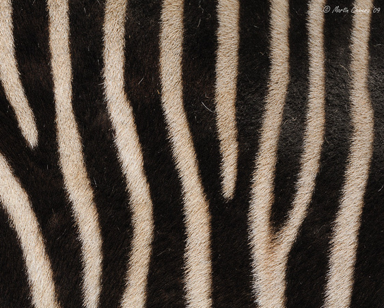 Zebra Markings
