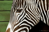 Portrait of a Hartmann's Mountain Zebra