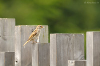 Sparrow on Posts