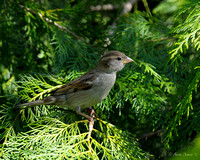 Female House Sparrow On Branch