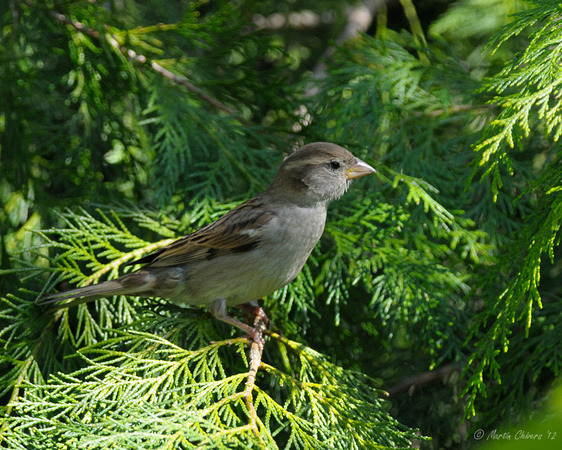 Female House Sparrow On Branch