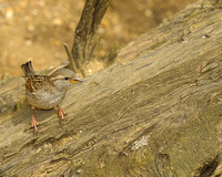 Sparrow on Log