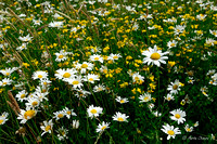 Daisies and Wild Flowers