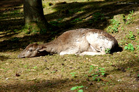 Deer Sleeping