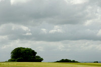 Field and Trees Under a Brooding Sky
