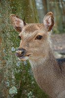 Portrait of a Deer