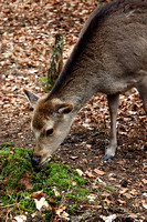 Deer Feeding