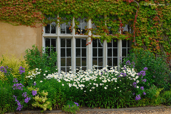Flowers Around Window