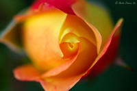 Yellow and Red Rose