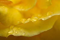 Rain Drops on Yellow Rose Petals