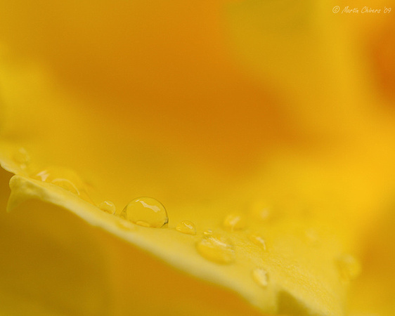 Rain Drops on Yellow Rose Petals