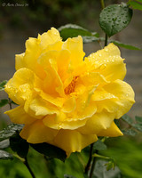 Rain Drops on Yellow Rose