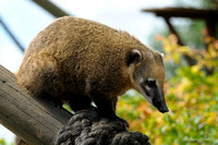 Ring-Tailed Coati
