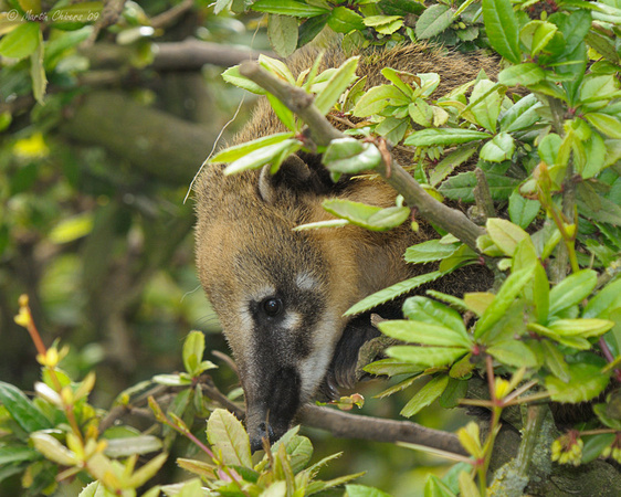 Ring-Tailed Coati