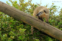Ring-Tailed Coati on Log