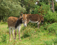 Donkey with Foal