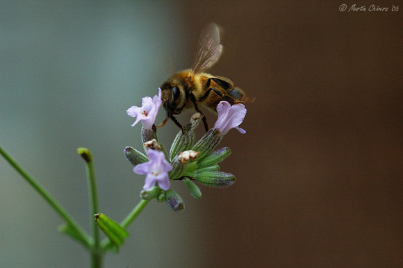 Bee Landing on Lavender