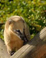 Ring-Tailed Coati on Log