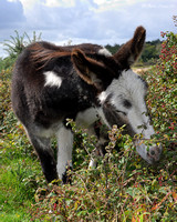 Donkey Eating Blackberries