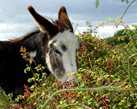 Donkey Eating Blackberries