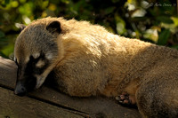 Ring-Tailed Coati Sleeping on Log
