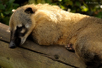 Ring-Tailed Coati Sleeping on Log