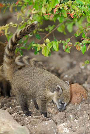 Young Ring-Tailed Coati Looking For Food