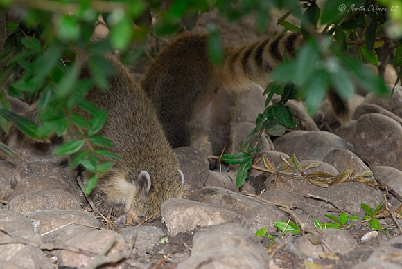 Young Ring-Tailed Coatis Looking For Food