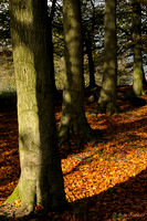 Tree Trunks and Fallen Leaves