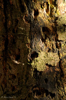 Holes in Tree Stump